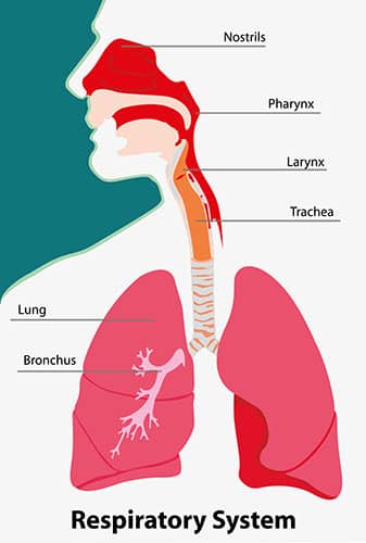 Quels sont les principaux objectifs de la physiothérapie respiratoire?